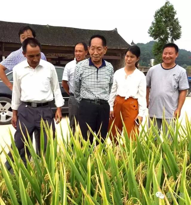 王化永富硒大米(富硒大米成分表)-硒宝网