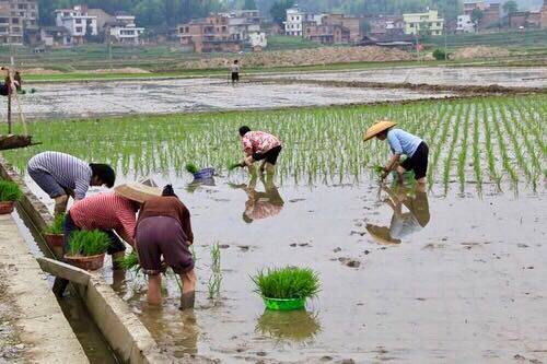 王化永富硒大米(富硒大米成分表)-硒宝网