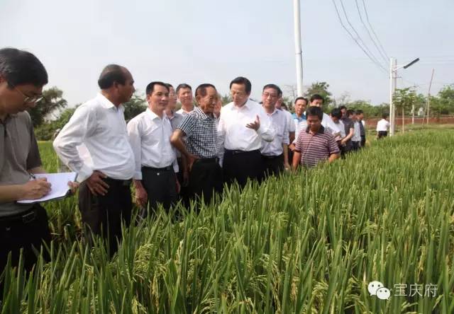 王化永富硒大米(富硒大米成分表)-硒宝网