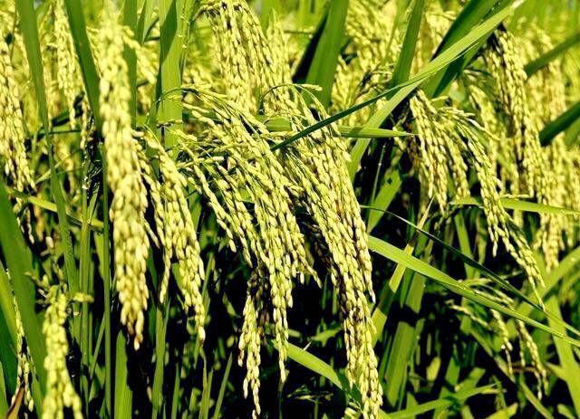 王化永富硒大米(富硒大米成分表)-硒宝网