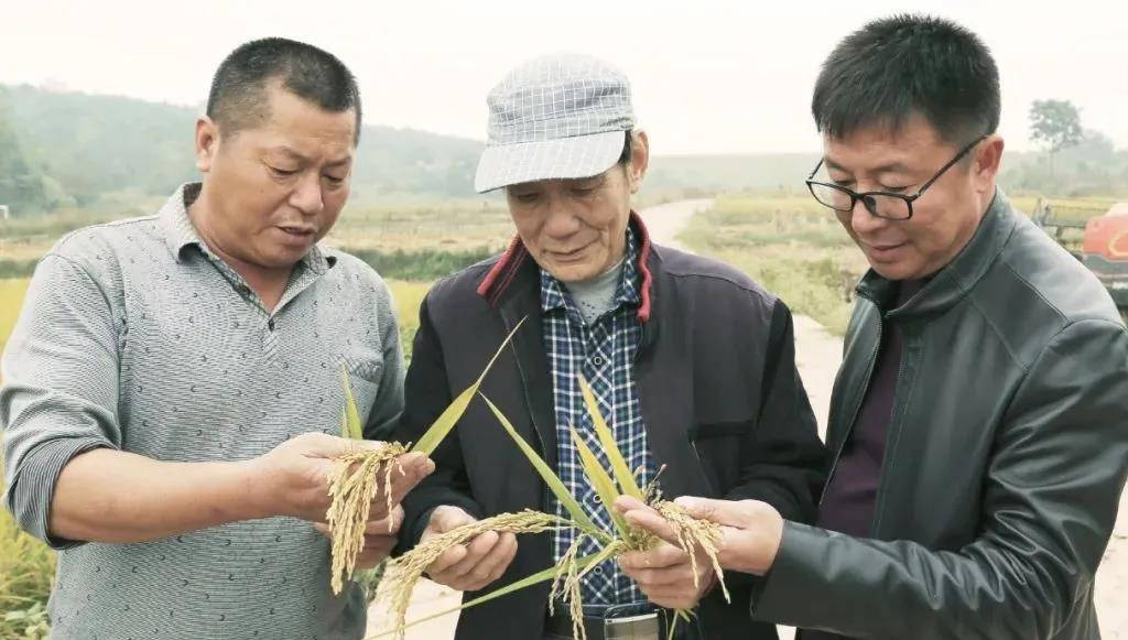 新田县富硒大米(新田富硒农产品)-硒宝网