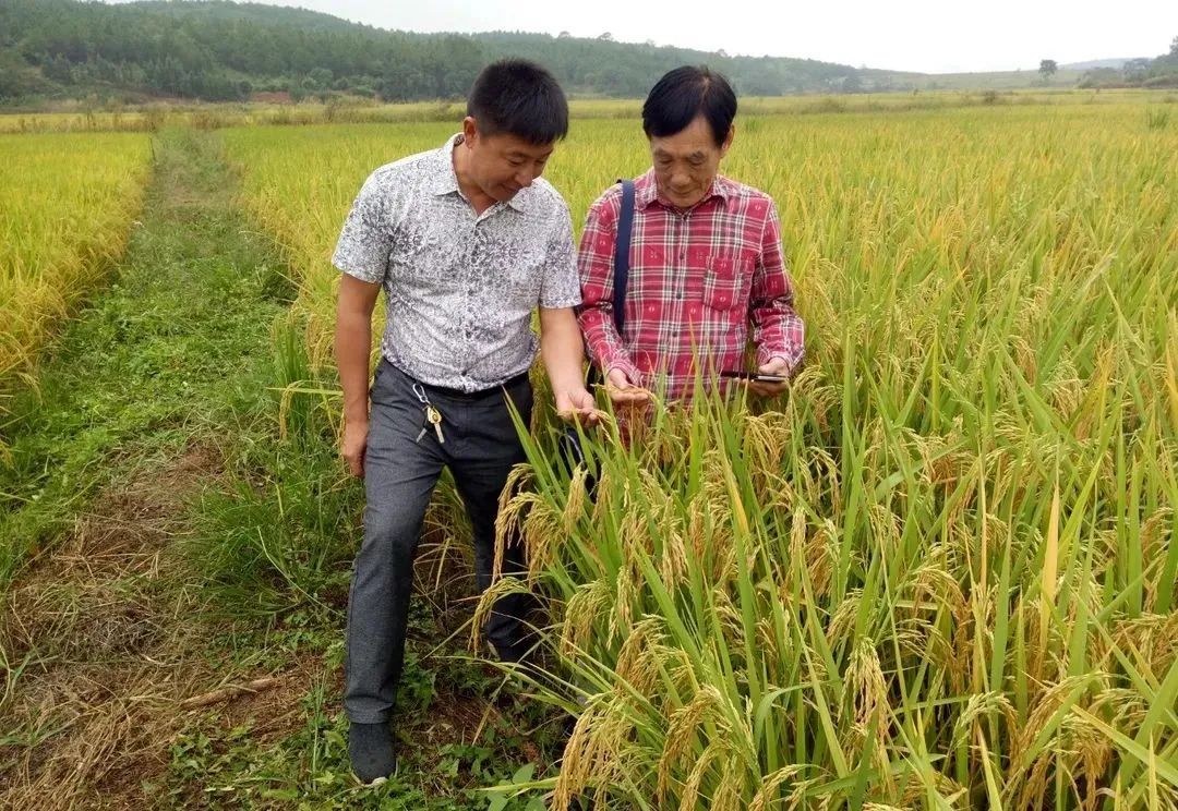 新田县富硒大米(新田富硒农产品)-硒宝网