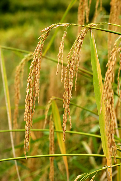 栗千车富硒大米(富硒大米的营养)-硒宝网