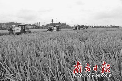 泰国大米富硒吗(大米泰国富硒含量高吗)-硒宝网