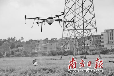 泰国大米富硒吗(大米泰国富硒含量高吗)-硒宝网