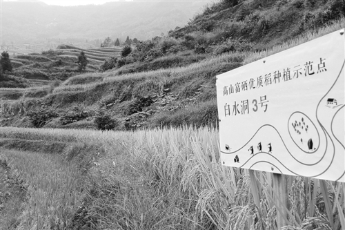 资源县富硒大米(富硒大米市场分析)-硒宝网