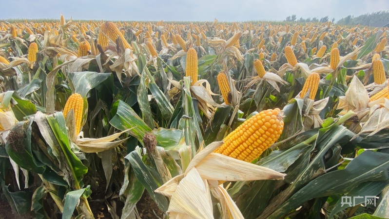 梨树县富硒大米(伊犁富硒大米)-硒宝网