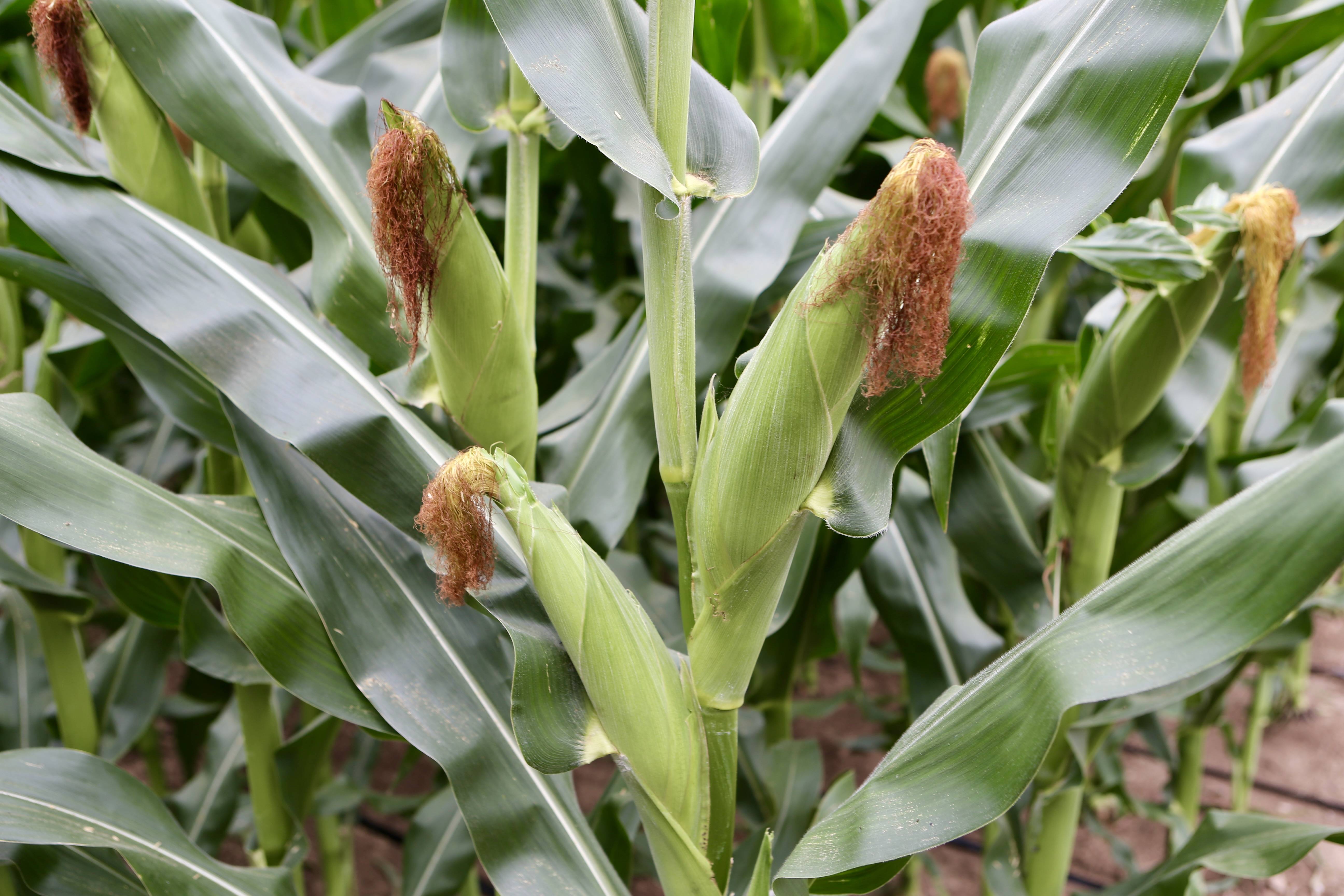 梨树县富硒大米(伊犁富硒大米)-硒宝网