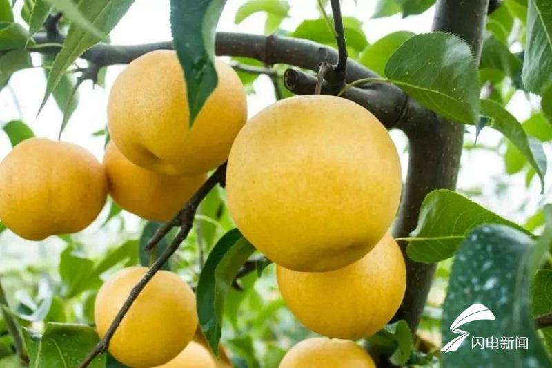 梨树县富硒大米（富硒梨树苗价格）-硒宝网