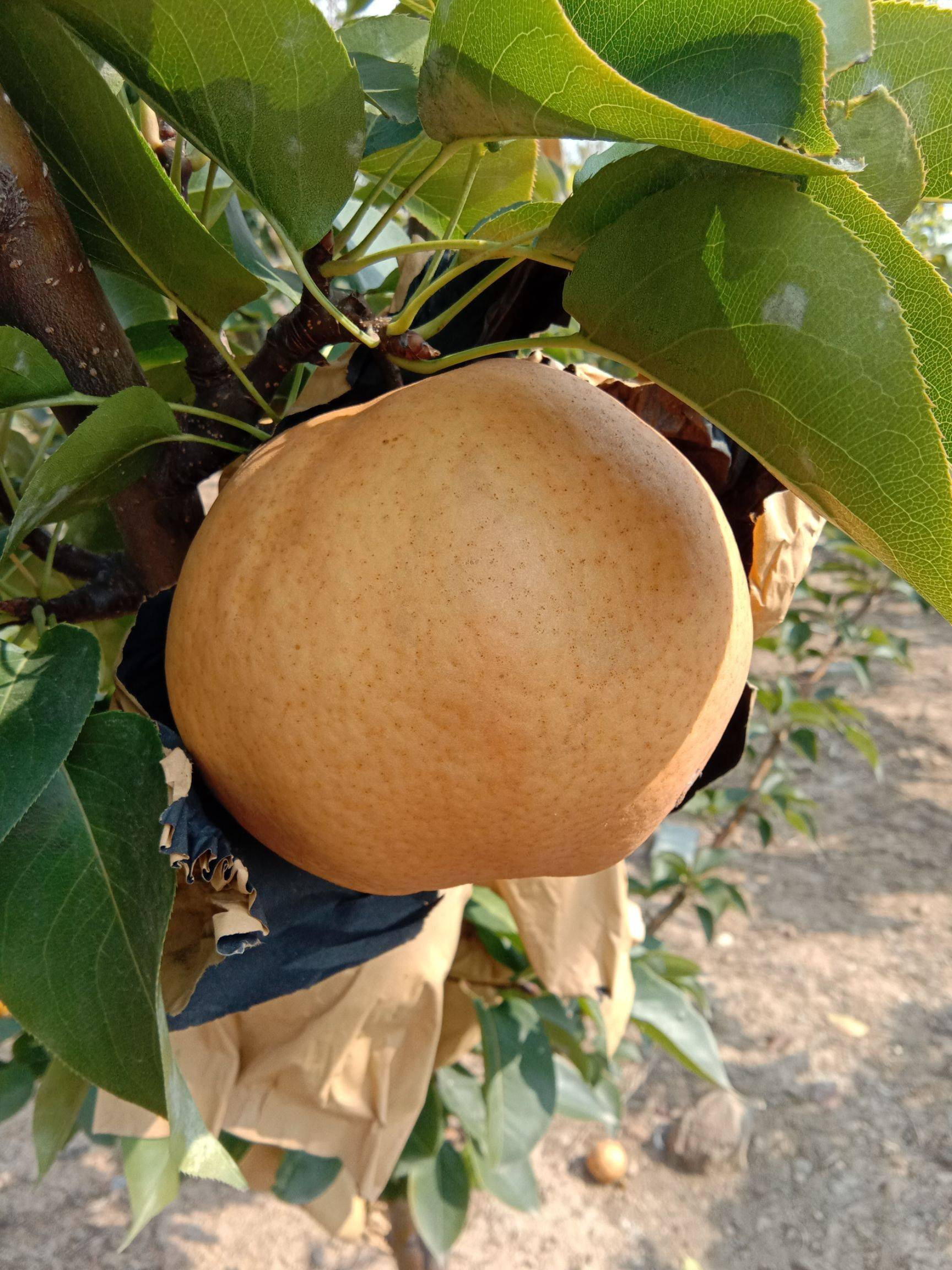 梨树县富硒大米（富硒梨树苗价格）-硒宝网