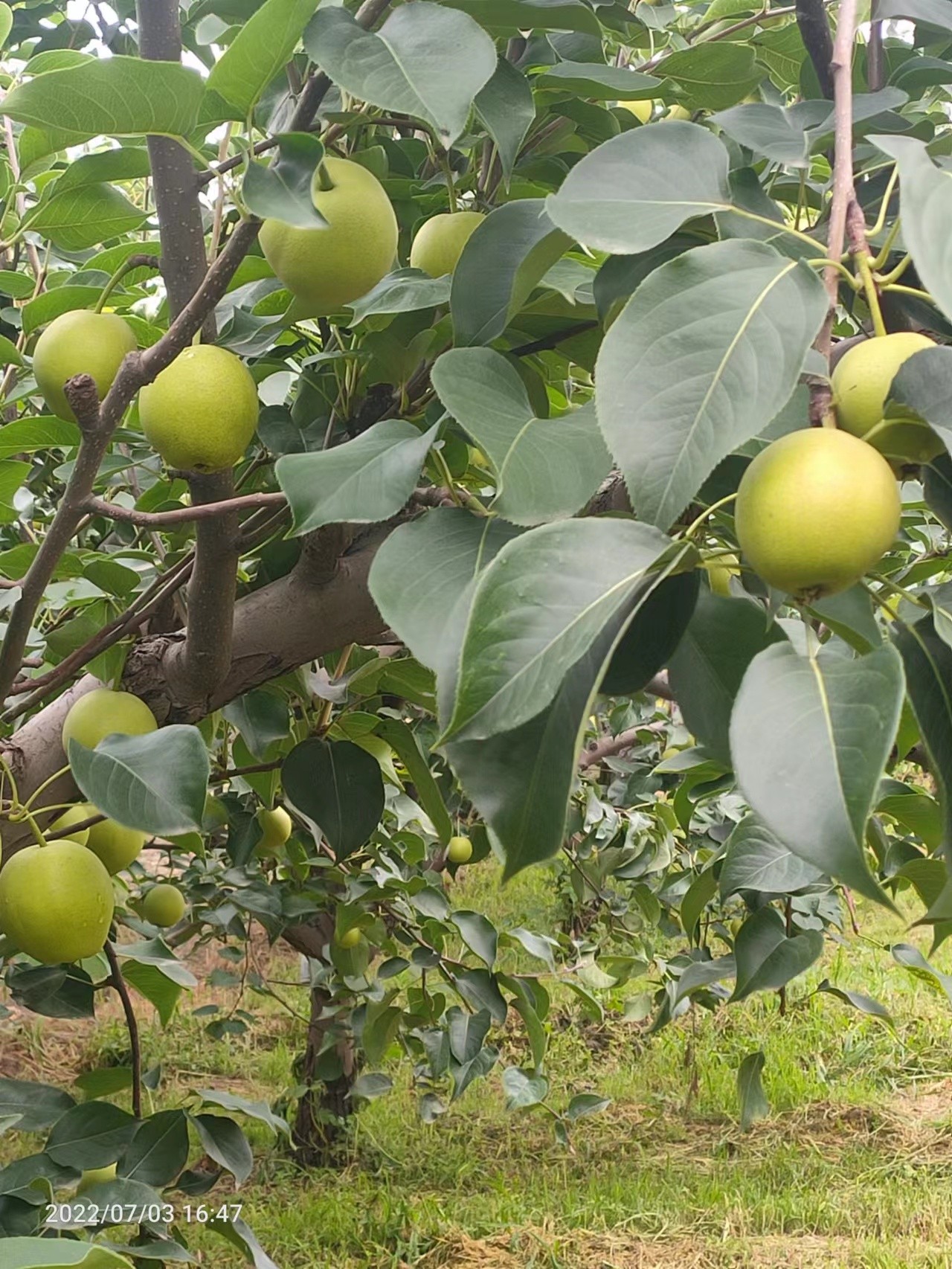梨树县富硒大米（富硒梨树苗价格）-硒宝网