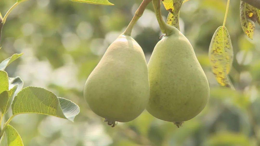 梨树县富硒大米（富硒梨树苗价格）-硒宝网