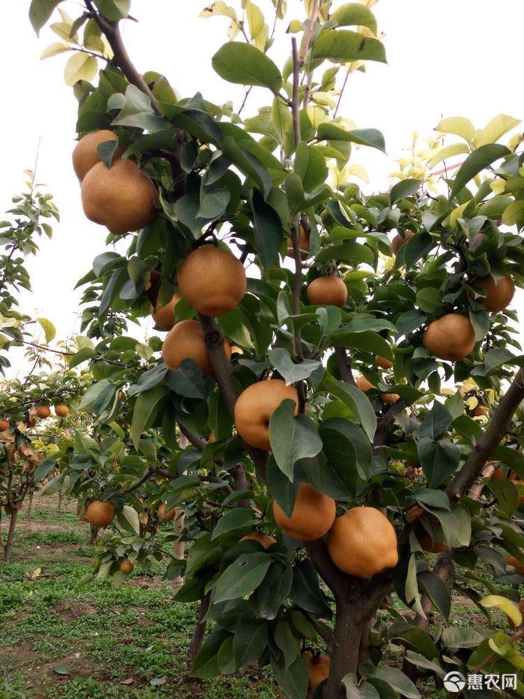 梨树县富硒大米（富硒梨树苗价格）-硒宝网