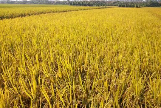 富硒大米是哪的（富硒大米硒含量超标）-硒宝网