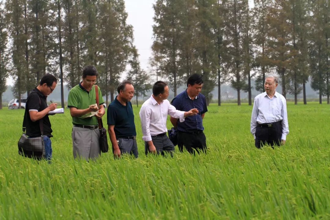 富硒大米是哪的（富硒大米硒含量超标）-硒宝网