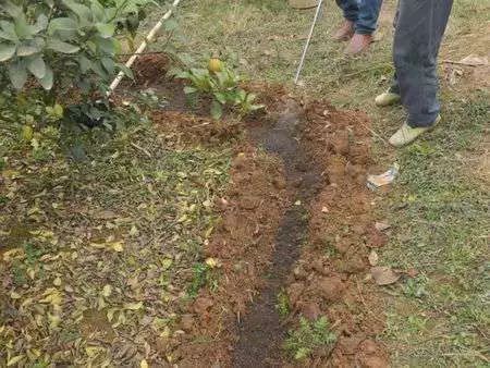 富硒大米花宜树（富硒大米厂家）-硒宝网