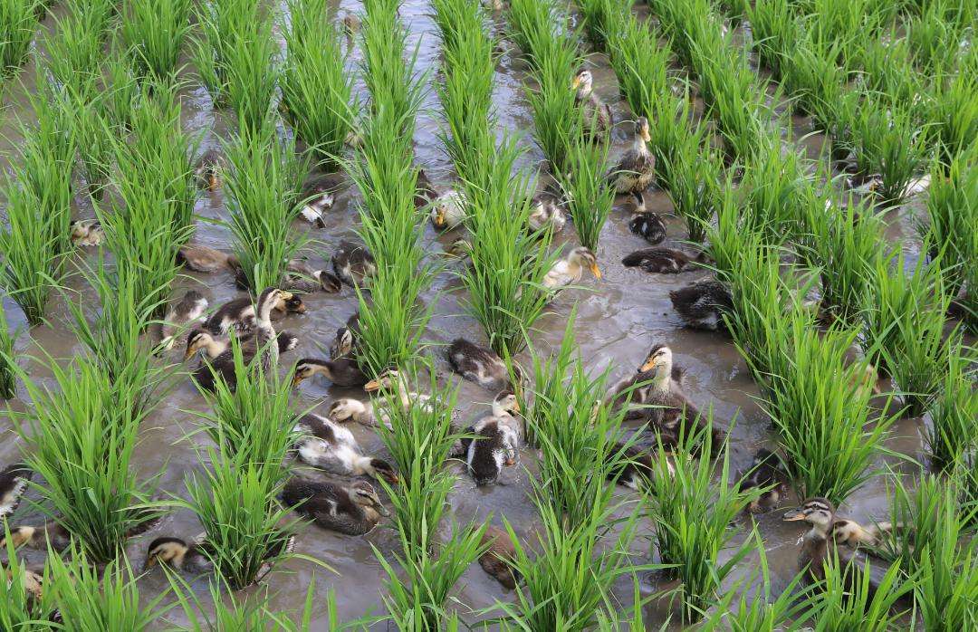 资源县富硒大米（富硒大米市场前景）-硒宝网