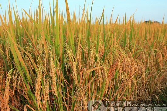 秋然牌富硒大米(秋然富硒香米)-硒宝网