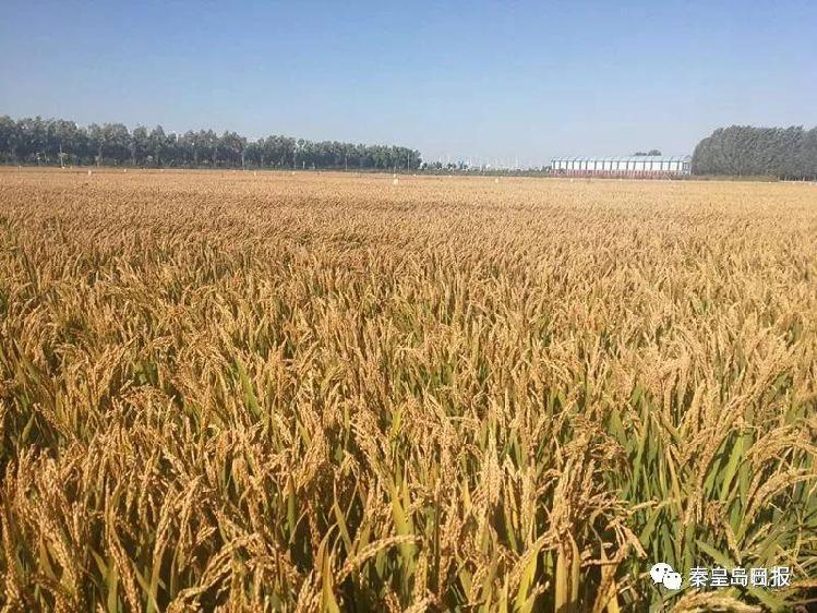 泰来县富硒大米(泰来大米好吃吗)-硒宝网