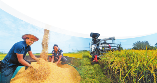 泰来县富硒大米(泰来大米好吃吗)-硒宝网