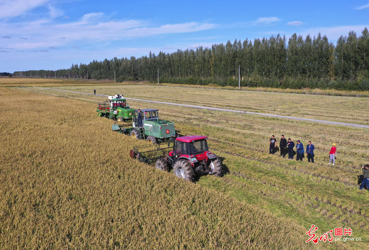 泰来县富硒大米(泰来大米好吃吗)-硒宝网