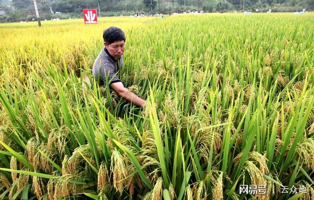 秋然牌富硒大米(富硒优质大米)-硒宝网