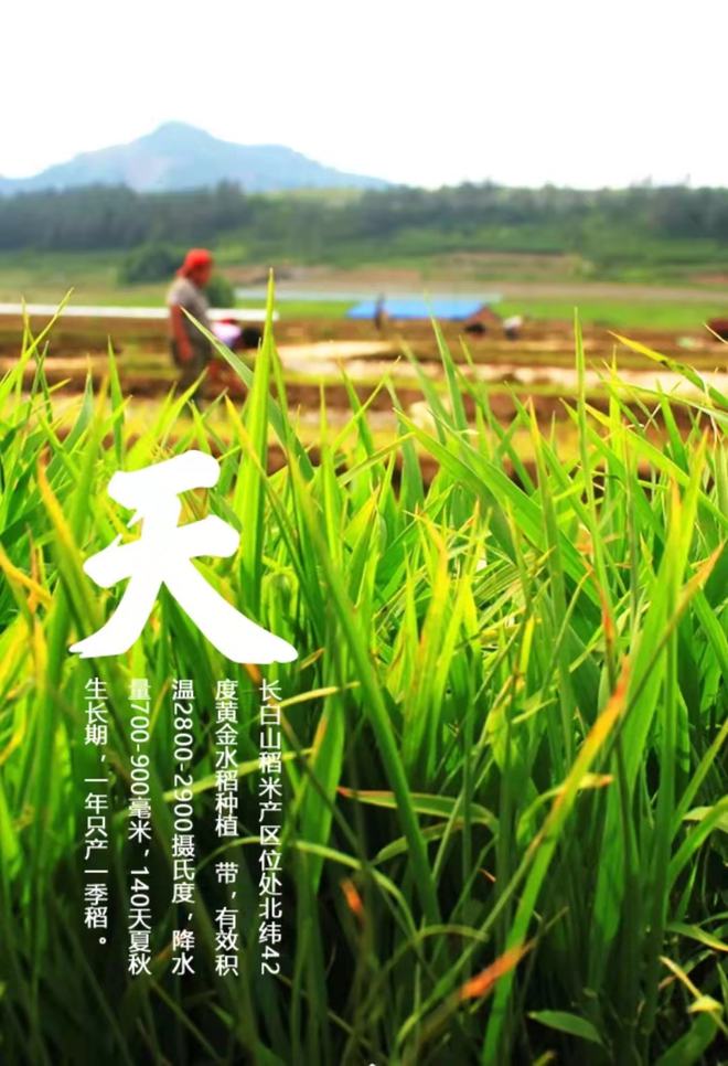 长白山富硒大米(富硒大米好在哪)-硒宝网