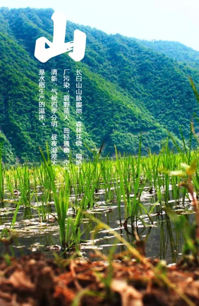 长白山富硒大米(富硒大米好在哪)-硒宝网