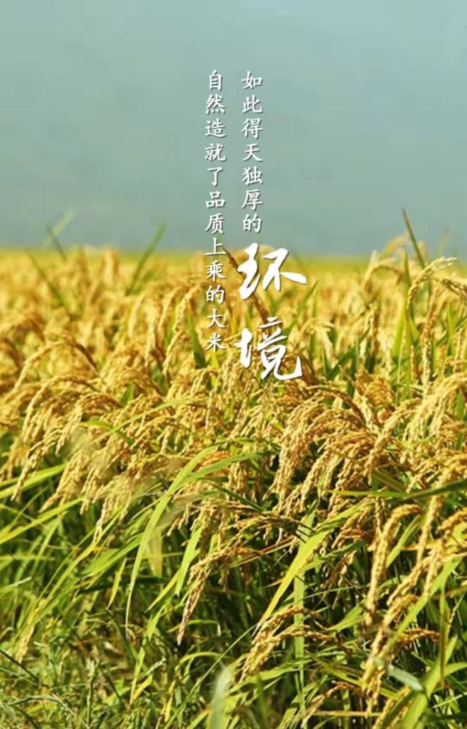 长白山富硒大米(富硒大米好在哪)-硒宝网