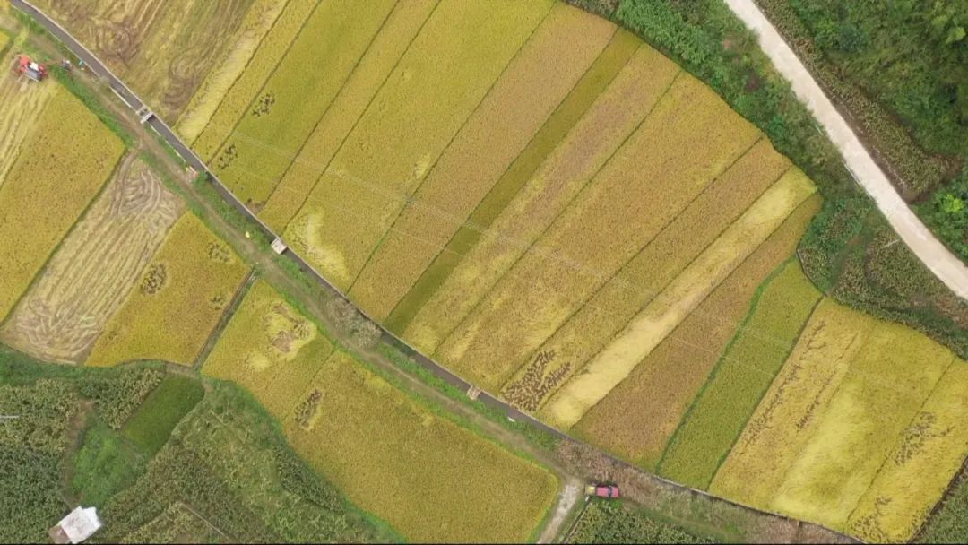 富硒大米深加工(富硒大米市场前景)-硒宝网