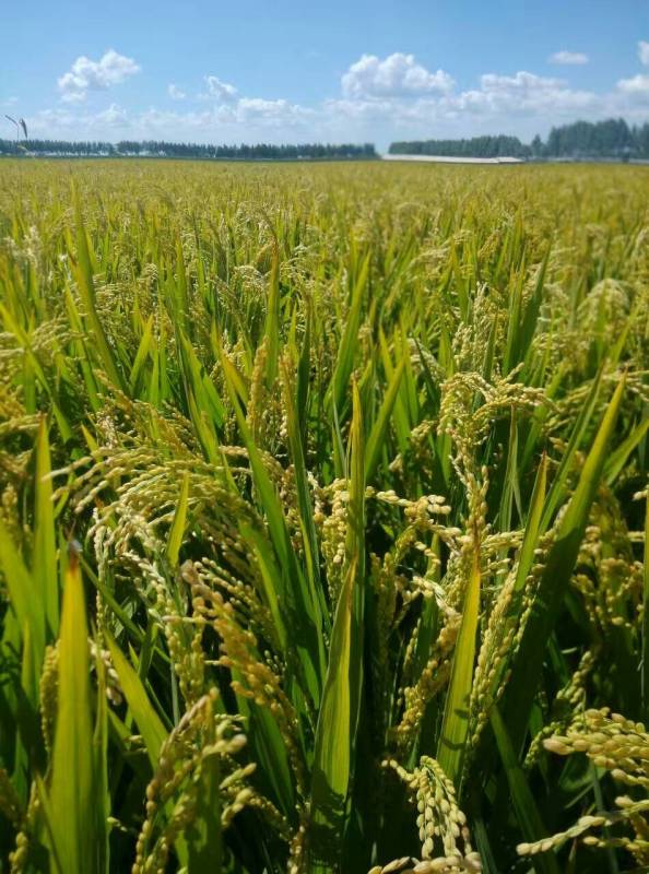 长春市富硒大米(吉林富硒米多少钱一斤)-硒宝网