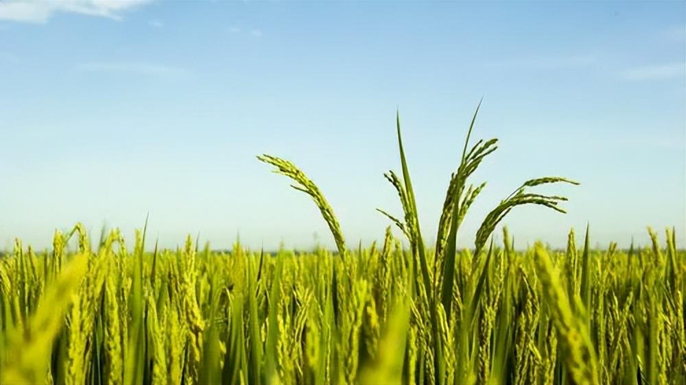 温宿县富硒大米(大米富硒标准)-硒宝网