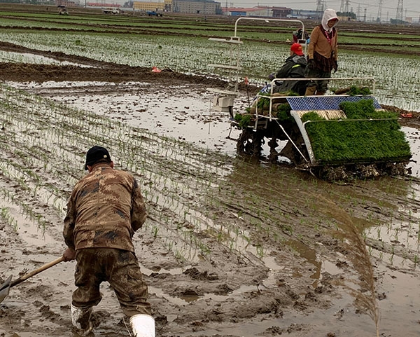 二沟湾富硒大米（富硒大米基地）-硒宝网