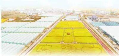 益生禾富硒大米（富硒大米的好处）-硒宝网