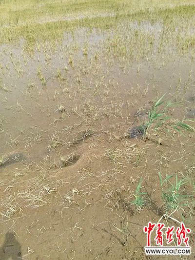 农科院大米富硒(富硒大米基地)-硒宝网