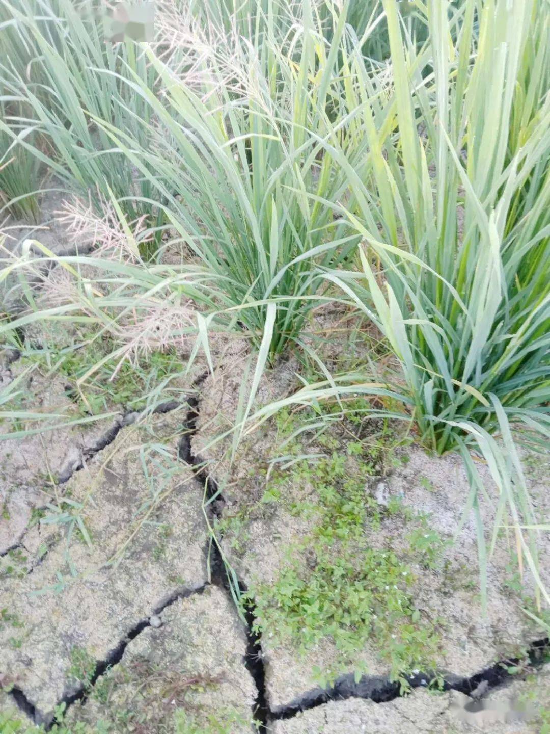 农科院大米富硒(富硒大米基地)-硒宝网