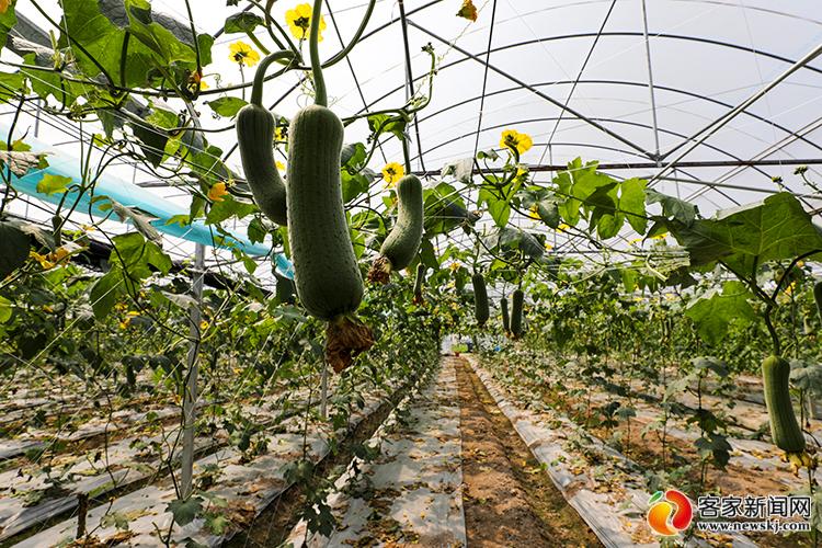 富硒大米发布会(大米发布富硒会降价吗)-硒宝网