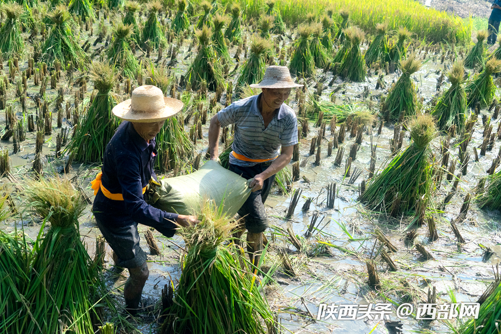 平利县富硒大米(富硒大米多少钱一公斤)-硒宝网