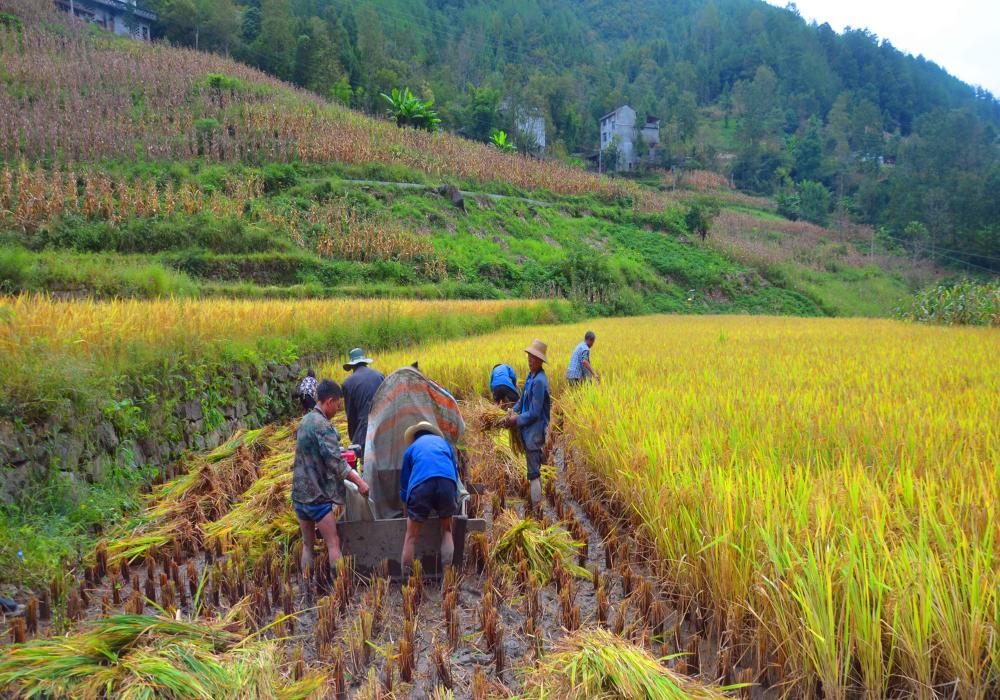 平利县富硒大米(富硒大米多少钱一公斤)-硒宝网