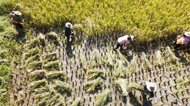 平利县富硒大米(富硒大米多少钱一公斤)-硒宝网