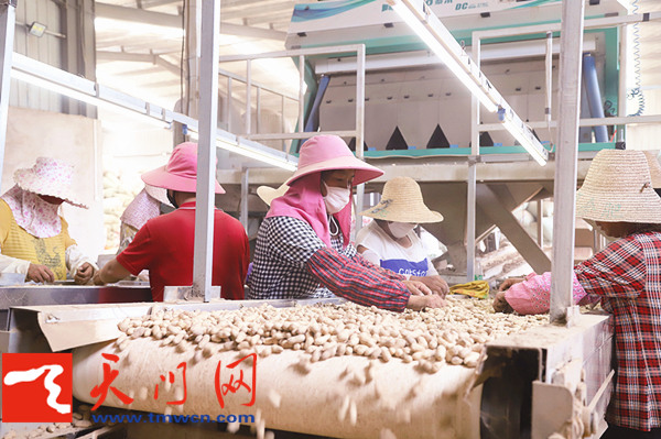 富硒大米发布会（富硒大米发黄吗）-硒宝网