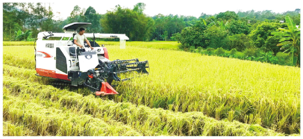 稻乡源富硒大米（富硒大米基地）-硒宝网