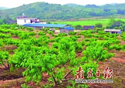 寻乌县富硒大米(富硒大米基地)-硒宝网