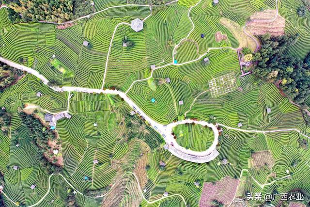 柳江县富硒大米(十堰富硒大米骗局)-硒宝网