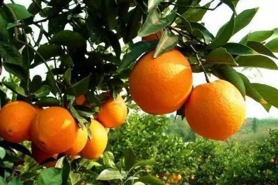 峡江县富硒大米（江西富硒大米多少钱一斤）-硒宝网