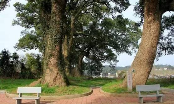 峡江县富硒大米（江西富硒大米多少钱一斤）-硒宝网