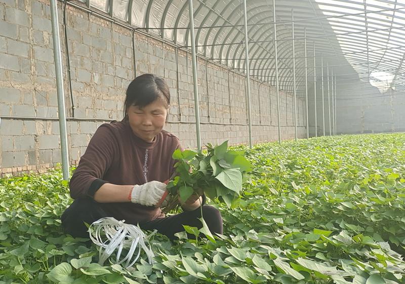 金粟康富硒大米(富硒大米的功效)-硒宝网