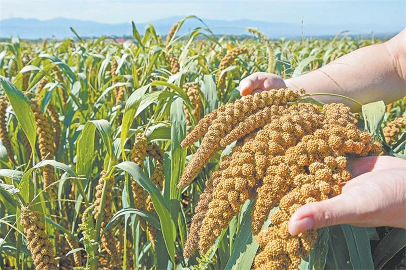 金粟康富硒大米(富硒大米的功效)-硒宝网