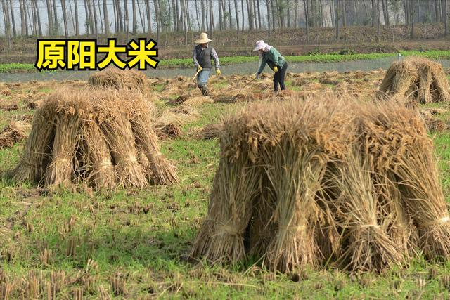 富硒大米亩产量（大米亩产量富硒多少斤）-硒宝网