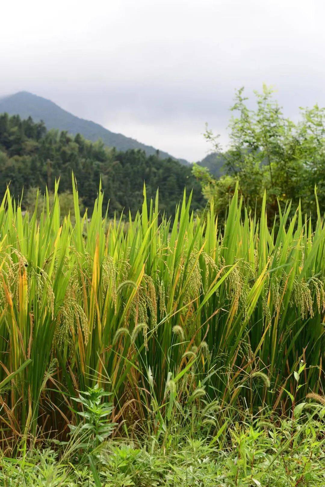 富硒大米亩产量(大米亩产量富硒多少)-硒宝网
